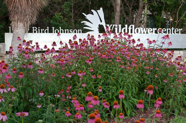 lady-bird-johnson-wildflower-center-entrance