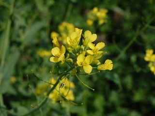 mustard-wild-2